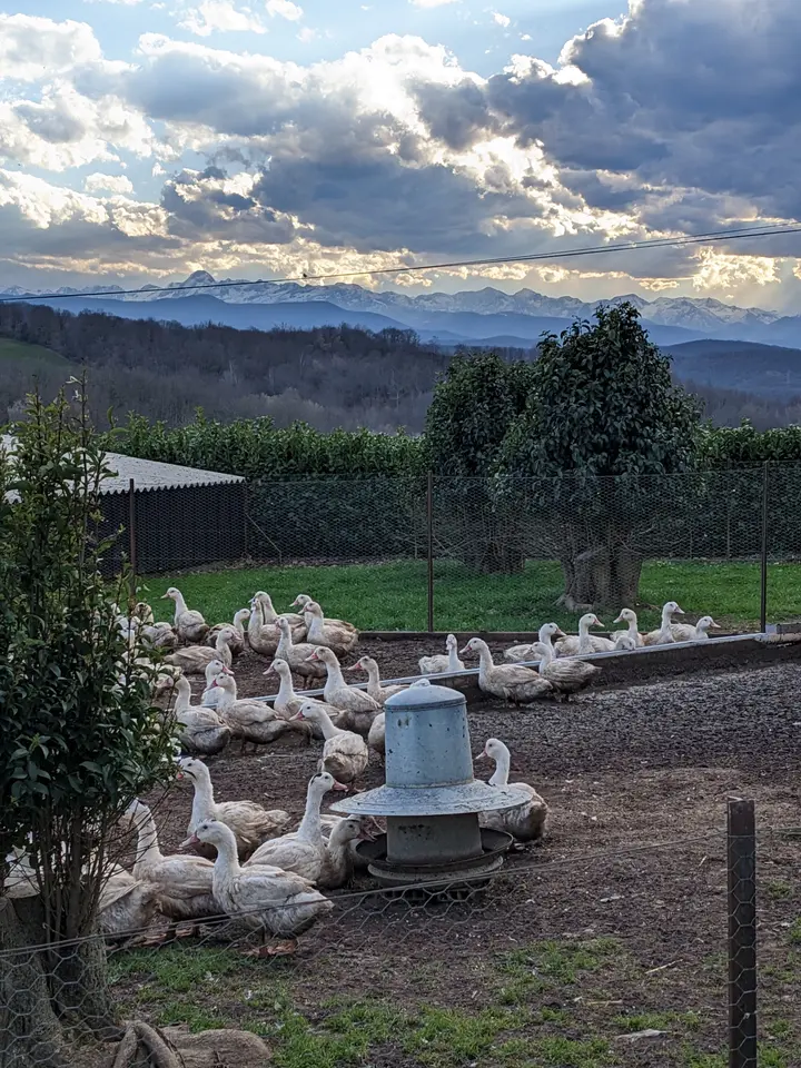 Élevage de canards en plein air à la ferme, vue sur les Pyrénées