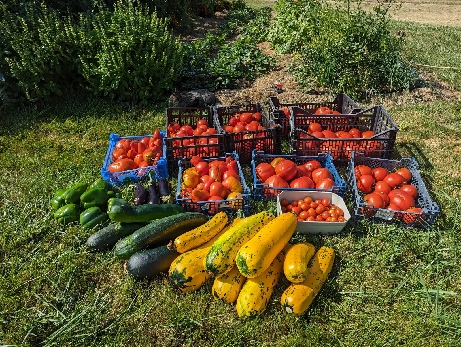 Récolte de tomates, courgettes et poivrons du potager de la ferme